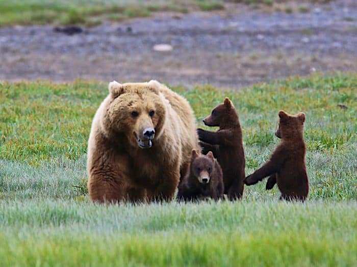 Denali National Park in the Winter